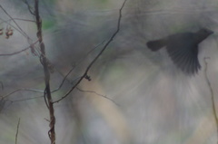 Cyanocompsa parellina