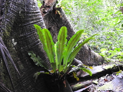 Asplenium serratum