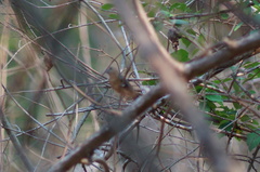 Cyanocompsa parellina