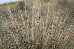 Schoenus nigricans