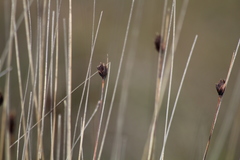 Schoenus nigricans