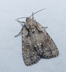 Acronicta modica