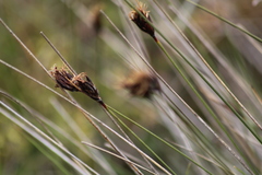 Schoenus nigricans