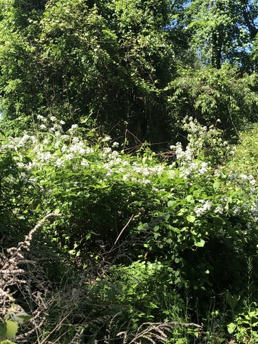 photo of Flowering Plants (Angiospermae)