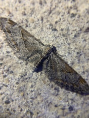Eupithecia nevadata
