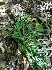 Carex abscondita