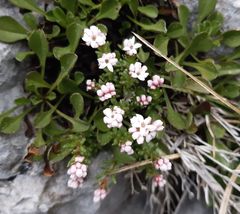 Asperula neilreichii