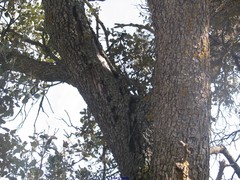 Biscogniauxia mediterranea