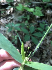 Dichanthelium ravenelii