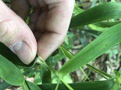 Dichanthelium ravenelii