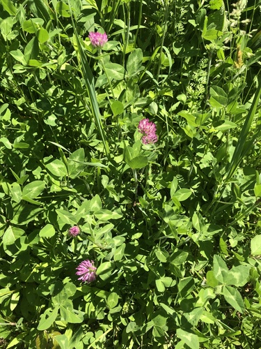 photo of Flowering Plants (Angiospermae)