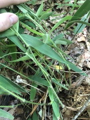 Dichanthelium ravenelii