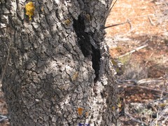 Biscogniauxia mediterranea