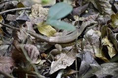 Leiocephalus macropus