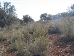 Macrochloa tenacissima