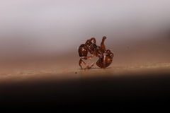 Myrmica ruginodis