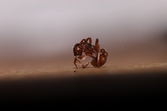 Myrmica ruginodis