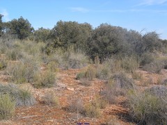 Macrochloa tenacissima
