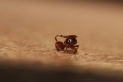 Myrmica ruginodis