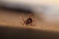 Myrmica ruginodis