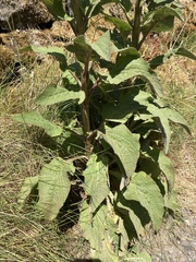Digitalis purpurea