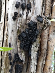 Biscogniauxia repanda