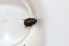 Sphaeridium bipustulatum