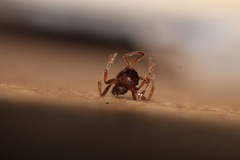 Myrmica ruginodis