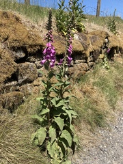 Digitalis purpurea