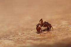 Myrmica ruginodis