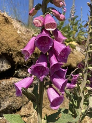 Digitalis purpurea