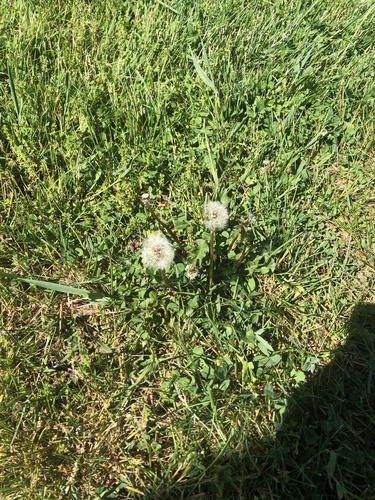 photo of Common Dandelion (Taraxacum officinale)