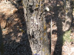 Biscogniauxia mediterranea