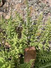 Woodsiaceae