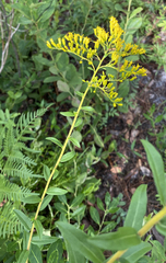 Solidago chapmanii image