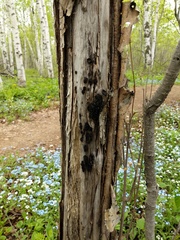 Biscogniauxia repanda