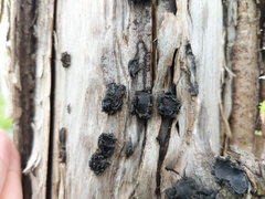 Biscogniauxia repanda