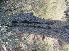 Biscogniauxia mediterranea