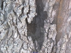 Biscogniauxia mediterranea