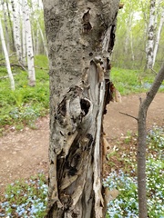 Biscogniauxia repanda