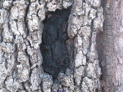 Biscogniauxia mediterranea