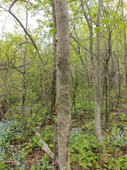 Biscogniauxia repanda