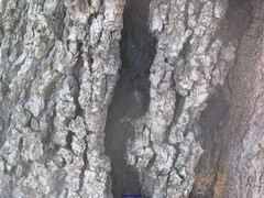 Biscogniauxia mediterranea