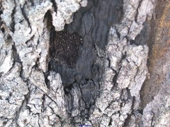 Biscogniauxia mediterranea