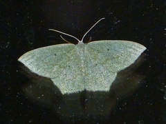 Maxates centrophylla