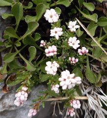 Asperula neilreichii
