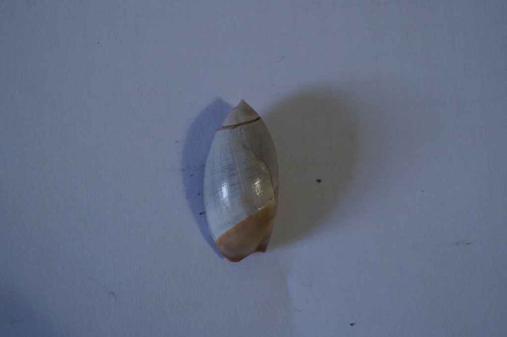 Olivancillariinae