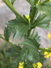 Barbarea vulgaris