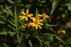 Aspilia mossambicensis