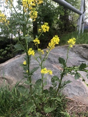 Barbarea vulgaris